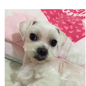 【急尋】瑪爾濟斯犬 - 新北市中和區連勝街31號 (白)