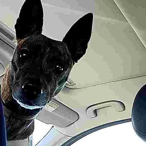 【急尋】混種犬 - 苗栗縣通霄鎮中正路201號附近 (黃虎斑)