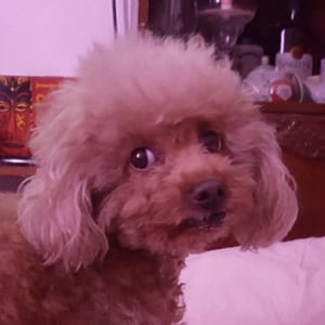 【急尋】貴賓犬 - 新北市永和區竹林路91巷43弄3號1樓 (棕紅色)