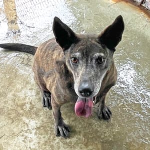 【急尋】混種犬 - 屏東縣屏東市 (咖啡虎斑)