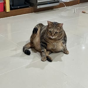 【急尋】混種貓 - 新北市汐止區仁愛路77巷2弄23號 (虎斑)