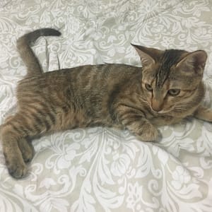 【急尋】混種貓 - 嘉義市西區嘉義縣梅山鄉開元后14號 (虎斑)