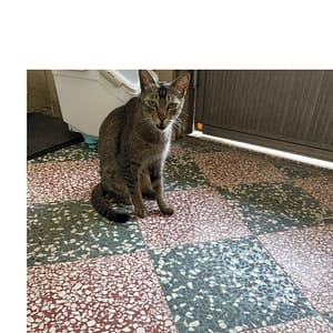 【急尋】混種貓 - 高雄市美濃區福美路66號 (全咖啡 中華雀貓)