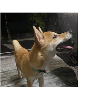 【急尋】柴犬 - 屏東縣潮州鎮鐵道文化園區附近 (黃色)