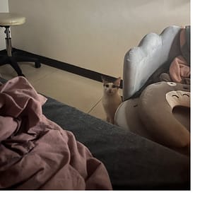 【急尋】混種貓 - 新北市樹林區佳園路三段524號5樓樓 (灰白)