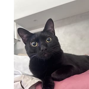 【急尋】混種貓 - 臺中市太平區環中東路三段399號11樓之二 (純黑)