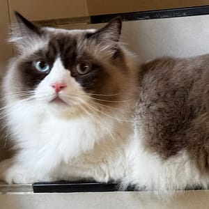 【急尋】布偶貓 - 新北市泰山區文程路18巷 (海豹雙色)