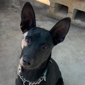 【急尋】混種犬 - 雲林縣斗六市雲林路三段516號 (黑色)