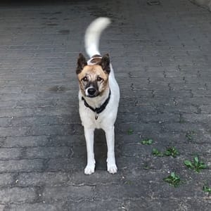 【急尋】混種犬 - 臺南市仁德區新田二街98號 (白色咖啡點)