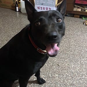【急尋】混種犬 - 南投縣竹山鎮中山里仙宮巷25巷 (黑色)