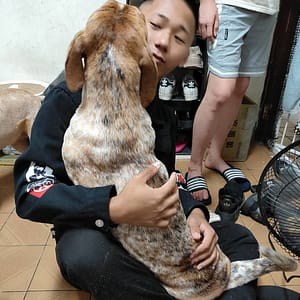 【急尋】混種犬 - 桃園市龍潭區325桃園市龍潭區楊銅路二段990號 (三花色)