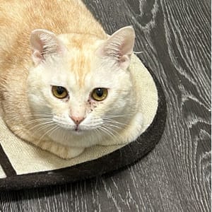 【急尋】混種貓 - 高雄市楠梓區後昌路1083號1樓之4 (白色虎斑)