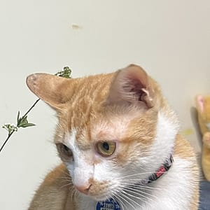 【急尋】混種貓 - 臺中市北區山西路二段23巷 (橘白)