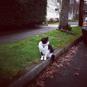 享時光貓旅工作室