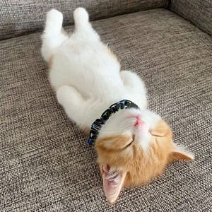 優豆犬舍
