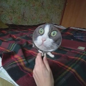 哈嚕貓舍