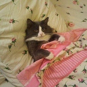 方程式犬舍