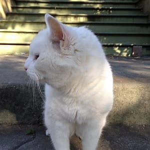 東森寵物雲股份有限公司三民建工分公司