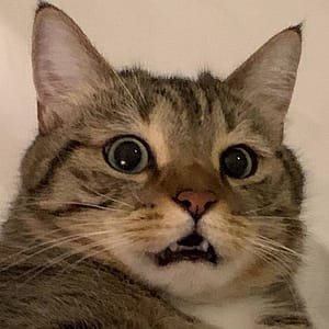 萬達寵物事業股份有限公司-頂溪分公司