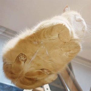 農輝犬舍