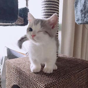 逗留寵物工作室