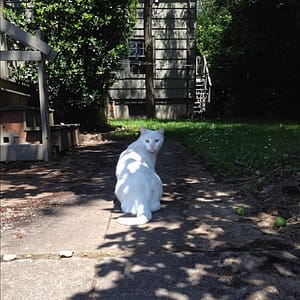 遇見佩特
