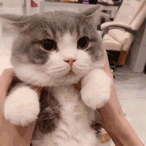 鼎豪貓舍