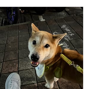 【急尋】柴犬 - 新竹市東區明湖路1008巷29弄6號 (黃)