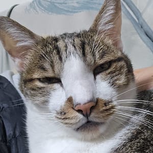 【急尋】混種貓 - 新北市永和區中正路 (灰色虎斑)