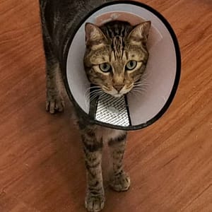 【急尋】混種貓 - 苗栗縣獅潭鄉新店村10鄰102號 (深咖啡略黃)