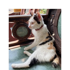 【急尋】混種貓 - 高雄市美濃區福安街15號 (三花貓)