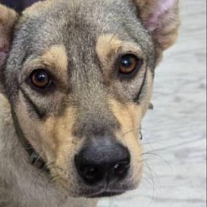 【急尋】混種犬 - 桃園市中壢區桃園市中壢區仁義里1鄰中山東路一段223巷69弄30號 (咖灰色)