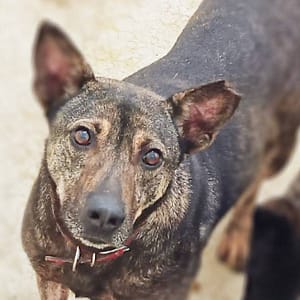 【待認養】混種犬 狗 (男生) - 臺北市動物之家