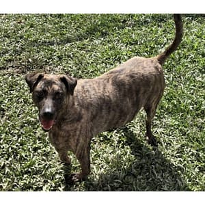 【待認養】混種犬 狗 (男生) - 臺北市動物之家