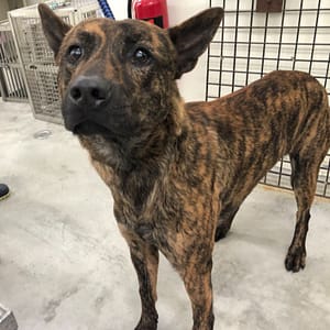 【待認養】混種犬 狗 (男生) - 臺北市動物之家