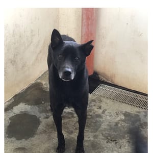 【待認養】混種犬 狗 (男生) - 澎湖縣流浪動物收容中心