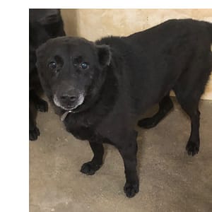 【待認養】混種犬 狗 (男生) - 澎湖縣流浪動物收容中心