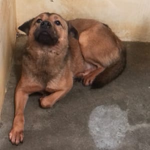 【待認養】混種犬 狗 (男生) - 澎湖縣流浪動物收容中心
