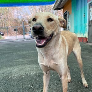 【待認養】混種犬 狗 (女生) - 屏東縣公立犬貓中途之家