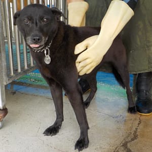 【待認養】混種犬 狗 (女生) - 南投縣公立動物收容所