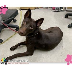 【待認養】混種犬 狗 (男生) - 臺北市動物之家