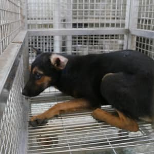 【待認養】混種犬 狗 (女生) - 臺南市動物之家善化站