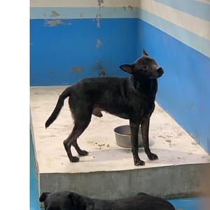 【待認養】混種犬 狗 (男生) - 苗栗縣生態保育教育中心(動物收容所)