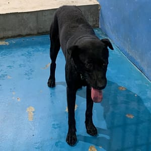 【待認養】混種犬 狗 (男生) - 苗栗縣生態保育教育中心(動物收容所)