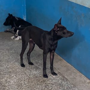 【待認養】混種犬 狗 (女生) - 苗栗縣生態保育教育中心(動物收容所)