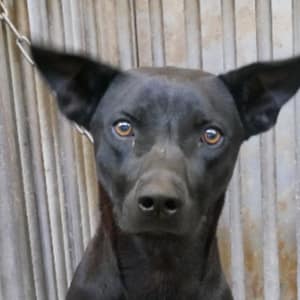 【待認養】混種犬 狗 (男生) - 臺南市動物之家善化站