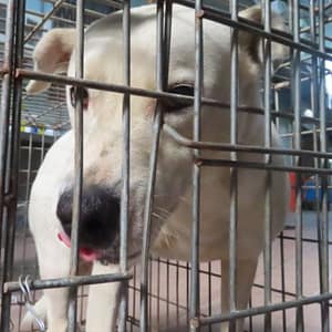 【待認養】混種犬 狗 (男生) - 臺南市動物之家灣裡站