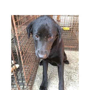 【待認養】混種犬 狗 (女生) - 澎湖縣流浪動物收容中心