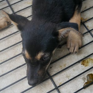 【待認養】混種犬 狗 (男生) - 臺南市動物之家善化站