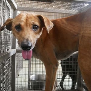 【待認養】混種犬 狗 (男生) - 臺南市動物之家善化站